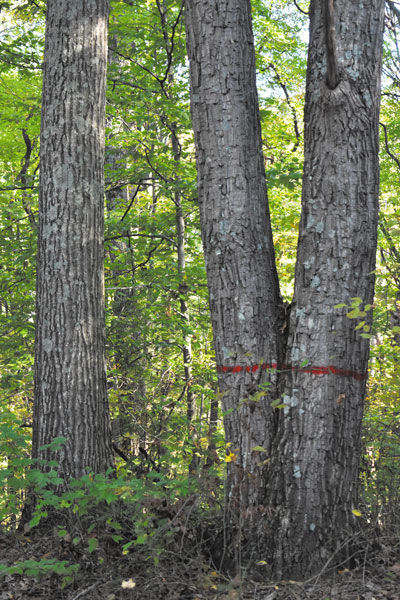 Yellowwood3.jpg